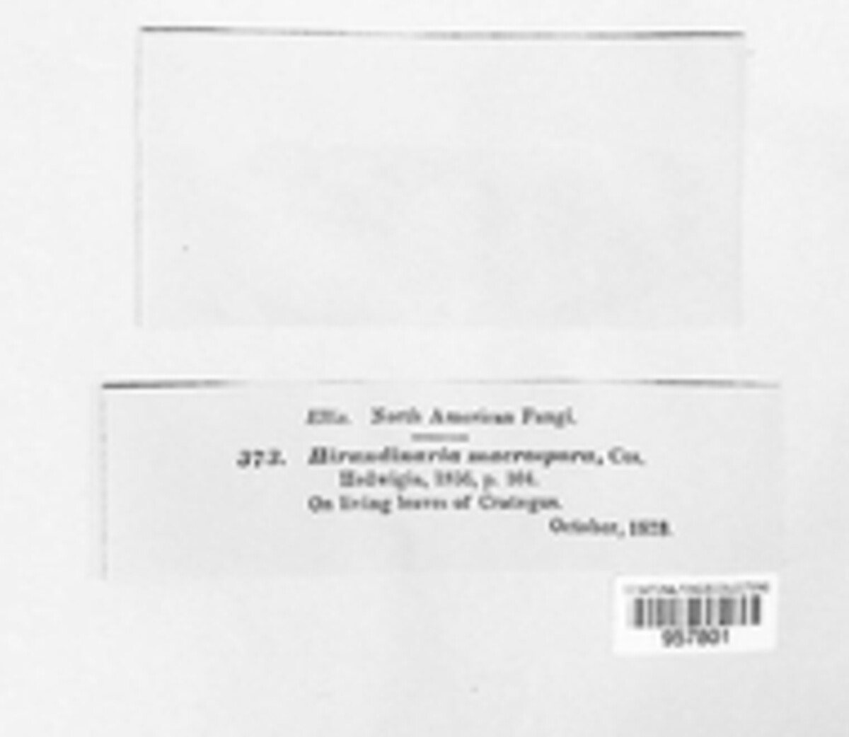 Hirudinaria macrospora image